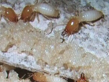 三水白蚁灭治所到了冬天白蚁会变少，这是为什么？