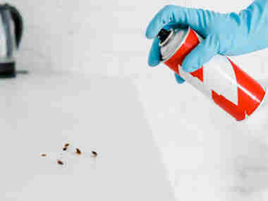 佛山杀虫灭鼠公司办公室灭蟑螂适宜用什么药