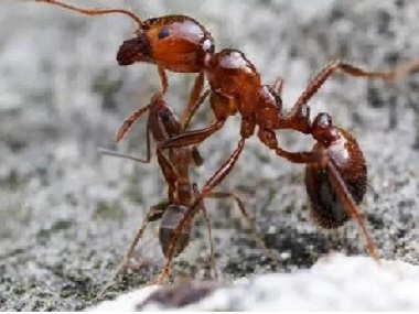佛山杀白蚁公司教你厨房灭蚂蚁的7个小办法