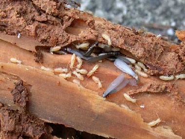 禅城防治白蚁公司桉树如何有效防治白蚁危害