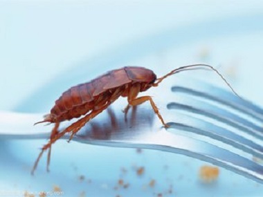 顺德上门除四害公司家里没有吃的东西还会产生蟑螂吗？