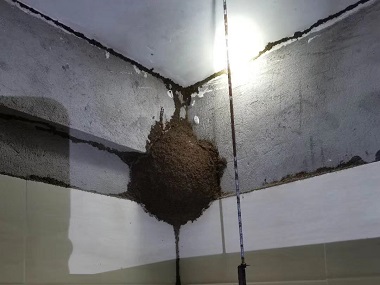 狮山灭治白蚁中心天花板上发现了白蚁危害要怎么处理