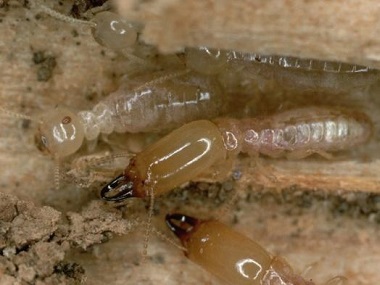 南海杀灭白蚁公司白蚁的危害性为什么那么严重
