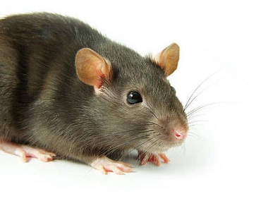 三水杀虫灭鼠公司有哪些方法可以快速灭治老鼠