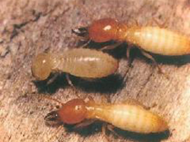 高明白蚁公司防治白蚁最环保灭治白蚁的方法有哪些