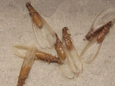 禅城白蚁预防所白蚁分飞季，如何有效防治白蚁