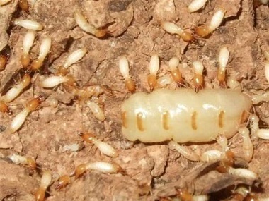南海专业白蚁中心告诉你白蚁蚁后是怎么来的