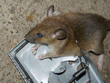 高明除虫灭鼠中心家里有老鼠出现怎么处理