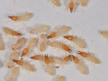 佛山治白蚁虫控公司对付白蚁危害的有效措施