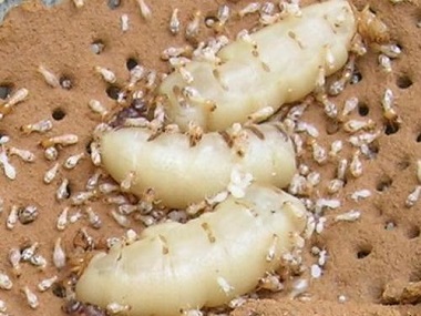 禅城白蚁预防站白蚁最喜欢在白天还是晚上活动呢
