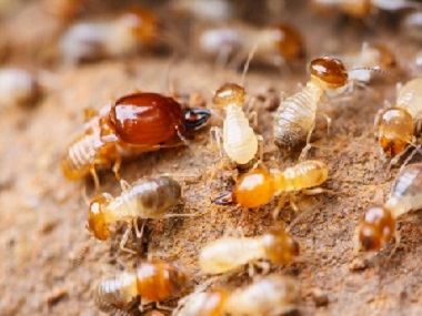 高明白蚁防治公司一定要做白蚁防治的原因