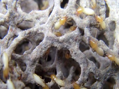 南海预防白蚁公司白蚁会藏在哪里？什么方法能找到蚁巢