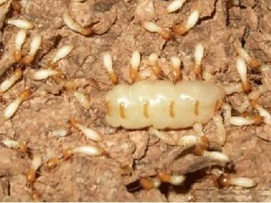高明白蚁防治中心白蚁的寿命有多长，白蚁怎么繁殖的