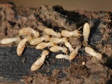 三水白蚁验收公司在春季之前预防白蚁的方法