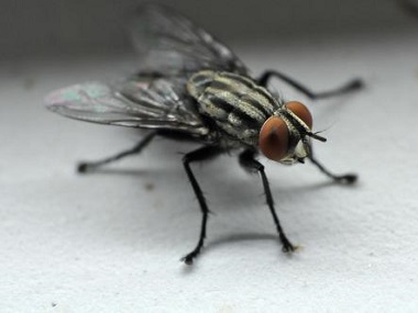 高明害虫防控站：有什么方法杀死蚊子和苍蝇