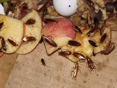 佛山虫害防控专家告诉你被蟑螂爬过的东西还能吃吗？