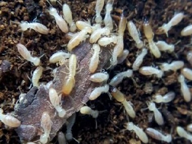 高明治白蚁站白蚁的危害，以及白蚁防治方法介绍