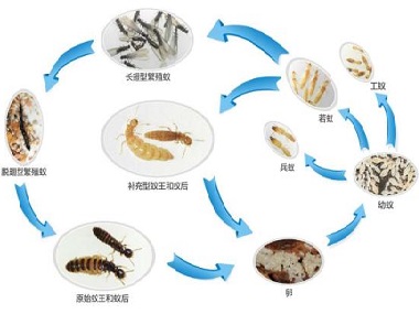 南海白蚁防治公司：白蚁的蚁后是怎样产生的