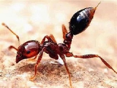 顺德有害生物消杀公司最危险的蚂蚁——红火蚁