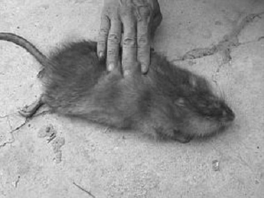 佛山杀虫灭鼠机构综合防治老鼠的解决方案