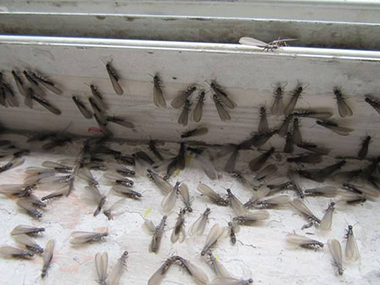 顺德白蚁备案机构如何防治正在分飞的白蚁?
