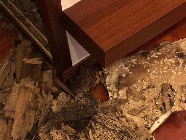 顺德白蚁防治公司白蚁除了吃木头还吃什么