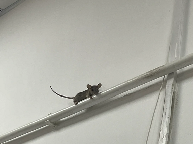 禅城除四害机构厨正确放置灭鼠夹的技巧