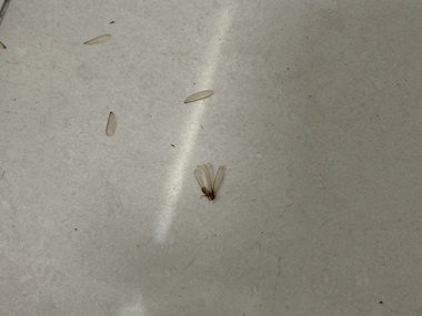 南海消杀白蚁机构飞白蚁具体长什么样？（快速辨别）