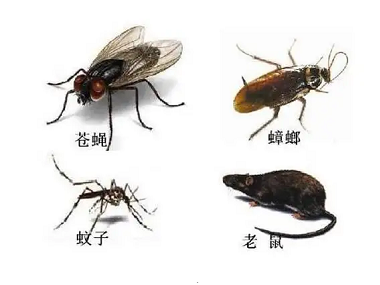 佛山病媒生物防控机构怎样防制蚊蝇鼠蟑？
